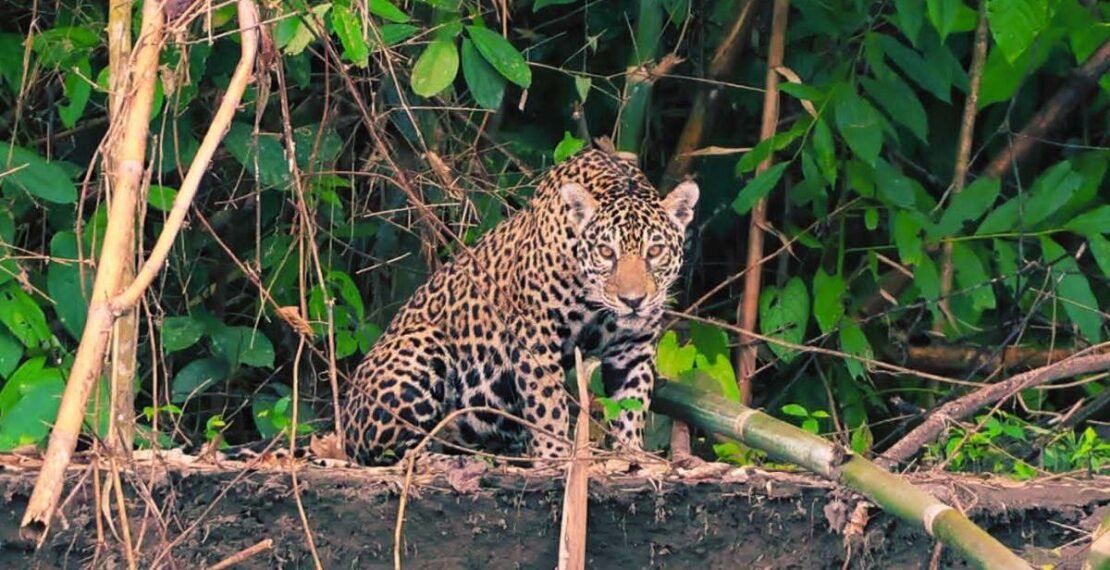 Jaguar mirando fijamente desde la orilla del río en la selva del Manu. Tours de avistamiento de fauna en Perú.