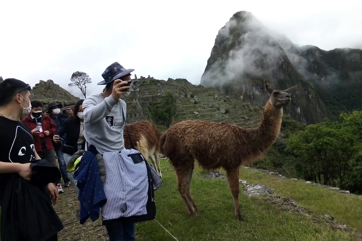 Llamas andinas descansando sobre las terrazas agrícolas de Machu Picchu envueltas en neblina durante la temporada de lluvias en Cusco, Perú